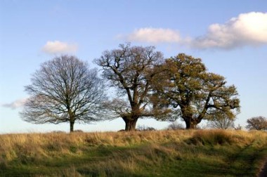 Trzy drzewa